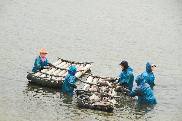 寒害造成嘉義縣養殖業損失慘重,業者柯燈嘆昨冒雨打撈凍死的龍膽石斑魚,哀歎上千萬貸款都泡湯了。 記者卜敏正/攝影
