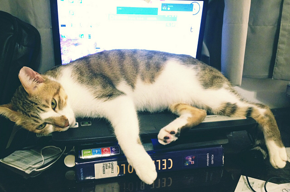 網友飼養的喵星人不小心撥放主人筆店裡的「收藏」，害網友以為自己戴綠帽了。（圖／擷取自PTT）