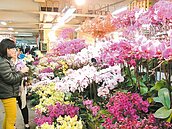 颱風、寒害　年節應景花卉喊漲