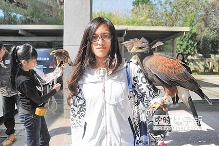 好緊張 →在馴鷹協會協助下,許多民眾首度近距離接觸老鷹,既驚喜又緊張,也有人覺得很酷。(陳慶居攝)