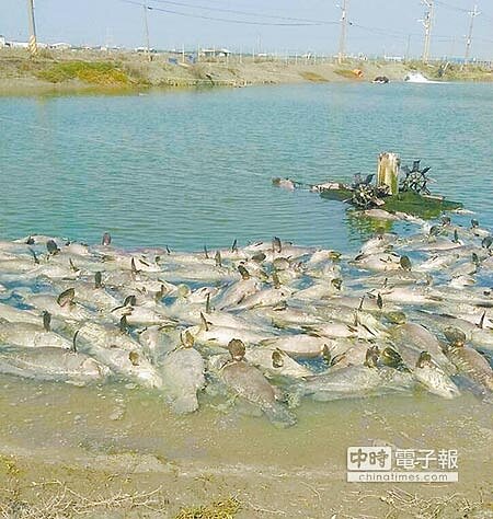 霸王級寒流過境,永安、彌陀區的龍膽石斑魚遭殃,一一浮上水面。 (林雅惠攝)
