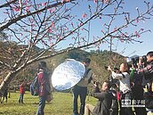 南投花卉嘉年華　櫻花、茶花 鹿谷爭豔