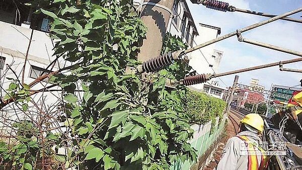 台鐵調查,因民眾砍樹只砍一半,斷枝被風吹倒壓壞電車線,才會造成意外。(台鐵提供)