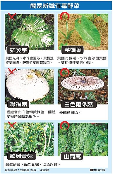 簡易辨識有毒野菜資料來源：食藥署 製表：陳麗婷