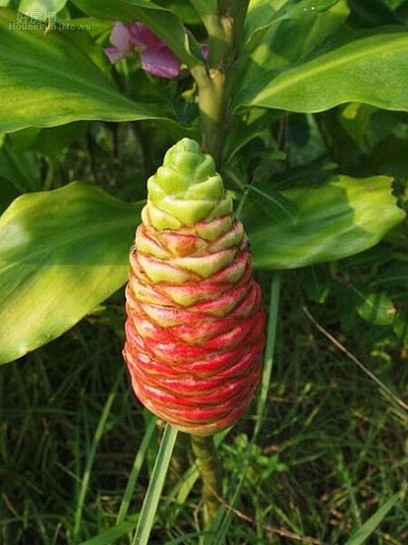 3. 種植許多特色植物,二十四節氣都有不同的花盛開。