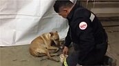 餵食獲救小黃狗　貼心消防員感人跪地