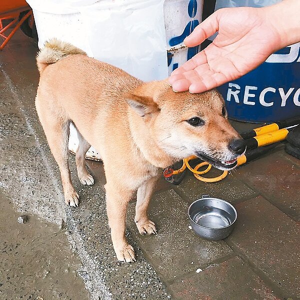 維冠金龍大樓倒塌第七天,搜救人員開挖G棟時,在殘垣瓦礫中救出一隻柴犬。 記者陳珮琦/攝影