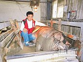 有交管　三峽1306斤神豬今遶境