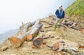 山坡楓香砍光　台東縣府：砍伐合法