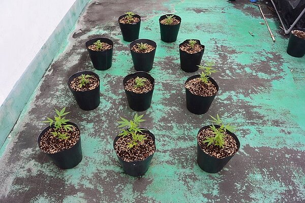 還在瘋玩「開心農場」?屏東警方查獲外籍人士在租屋處種植大麻。(圖/內埔分局)