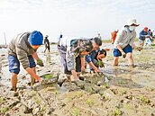 小農推自然農法　都市孩子學插秧