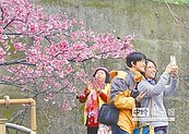 桃園壽山巖賞櫻　金猴鬧元宵
