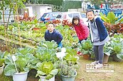 摘蔬菜、搓湯圓　可食地景慶元宵