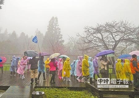 冷暖自知陸客最愛阿里山,雨天也不減賞櫻遊興,但今年來到訪陸客卻減少了3.4萬人(左圖,王瑄琪攝);而日月潭則人氣不墜,圖為玄光寺周邊人氣鼎盛(上圖,本報資料照片)。