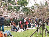 櫻花綻放　上百家庭樹下野餐