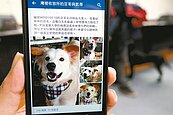 流浪貓狗臉書賣萌　吸引飼主領養