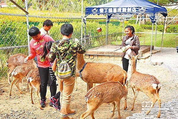 墾丁福華渡假飯店持續舉辦「梅花鹿探訪」活動,預計228連假可吸引參觀人潮。圖/業者提供