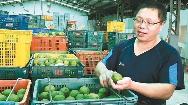 目前並非檸檬盛產期,卻已見價低,農民叫苦連天,建議目前喝檸檬正是時候。 記者翁禎霞/攝影