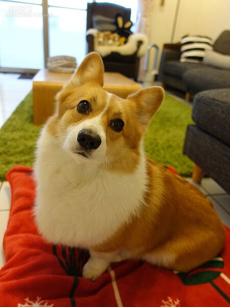 2.柯基犬Oli是明星狗，拍照時很會看鏡頭。

