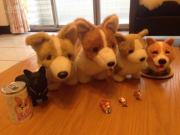 6.Tim哥家中的柯基犬收藏品，彷彿愛犬分身。
