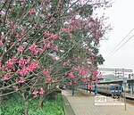 山櫻花綻放　八堵老車站粉妝