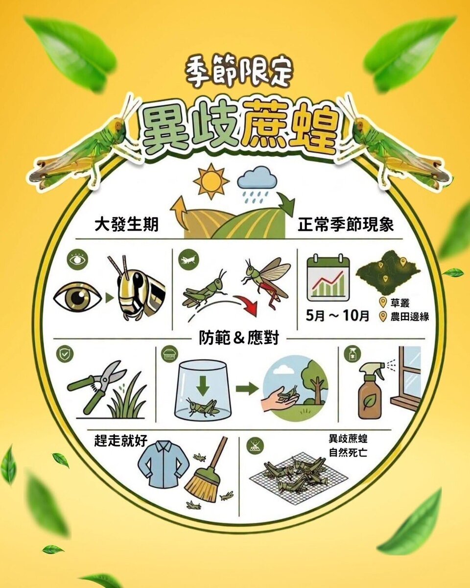 近日有網友發現雙北的異歧蔗蝗似乎越來越多。圖擷取自新北市農業局提供