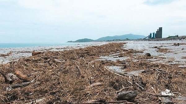 南濱公園至化仁海堤海灘間有不少漂流木,花蓮林區管理處開放民眾於8月1、2日徒手撿拾。 圖/林管處提供