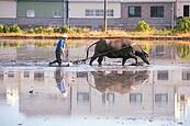 水牛耕田…消失的農村意象