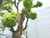 綠色革命　建商救下60年老樟樹