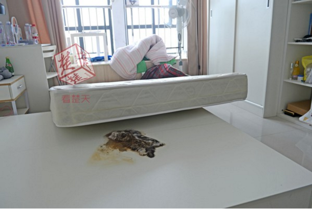 大陸一名23歲小資女租屋處床墊下，驚見壓扁的死貓！（圖／翻攝自《楚天都市報》）