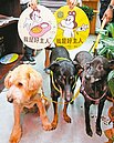 國人不生小孩養貓狗　10年增加百萬隻