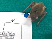 平鎮派出所　飛來好「蝠」氣