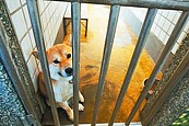 流浪犬絕育奏效　收容數大減7成