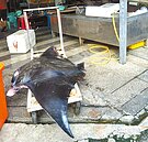 瀕危　鬼蝠魟躺菜市場　引眾怒