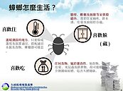 殺蟑穿腸破肚錯很大！　3個動作殲滅牠