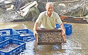 龍潭養河蜆達人　年產5萬斤