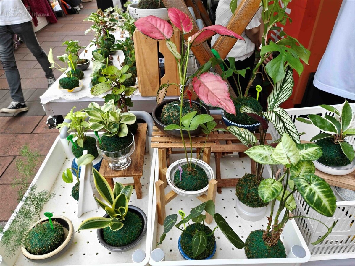 將自然植物與手作藝術結合的攤主,自稱是一個喜歡苔球的斜槓大叔。圖/好房網News記者王震濂 拍攝