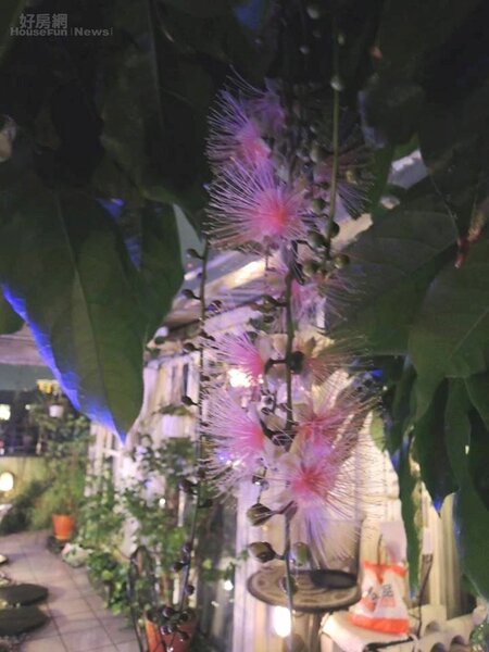 6.	國寶級植物「穗花棋盤角」，只在晚上開花。
