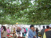 新社花海花現西番蓮館　展出令人驚艷