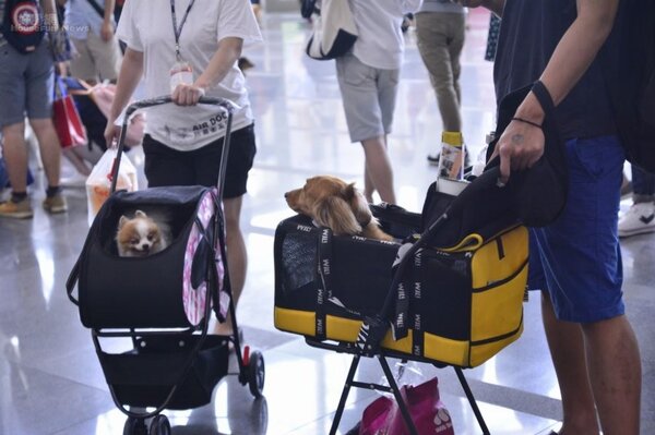 許多台灣家庭寧可養寵物也不願生小孩。（好房網News記者 陳韋帆／攝影）
