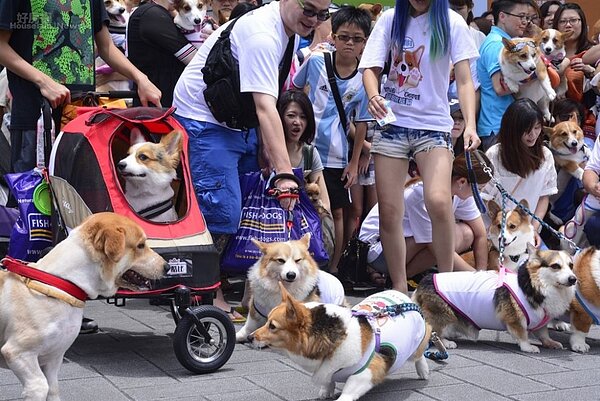 許多台灣家庭寧可養寵物也不願生小孩。（好房網News記者 陳韋帆／攝影）
