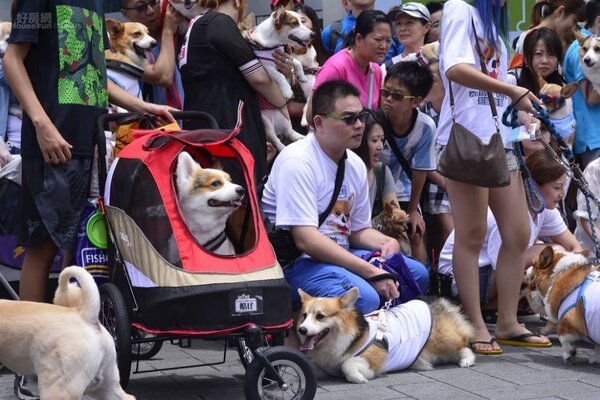 許多台灣家庭寧可養寵物也不願生小孩。（好房網News記者 陳韋帆／攝影）