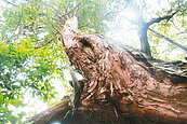 山老鼠肆虐　祖靈聖地成神木「分屍林」