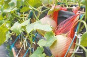 草莓空窗期　改種洋香瓜搶市
