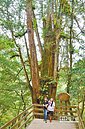 拉拉山棧道　保護神木大功臣
