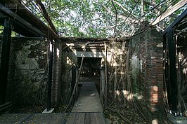 樹根與水泥磚牆如同熱戀情人般緊密交織，讓安平樹屋有著與其他老屋迥然不同的歷史氛圍。