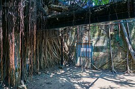 安平樹屋一角。