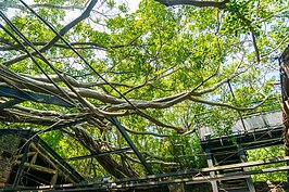 由樹冠層高度的天空步道看樹屋，更可體會到大自然生命力的頑強。
