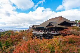 清水寺最經典的角度莫過於此。壯麗的清水寺被火紅的紅葉所圍繞，背景襯托著藍天白雲十分的美麗與莊嚴。