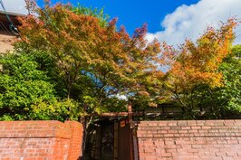 清水寺下隨意抬頭就可看到滿樹的紅葉與綠意，美得令人窒息。